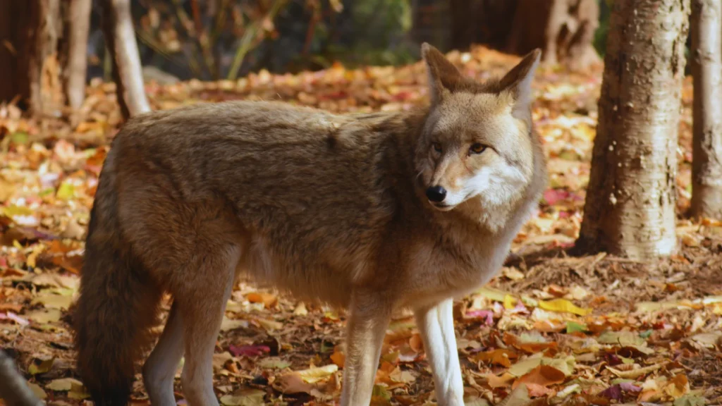 Wild Coyote Names
