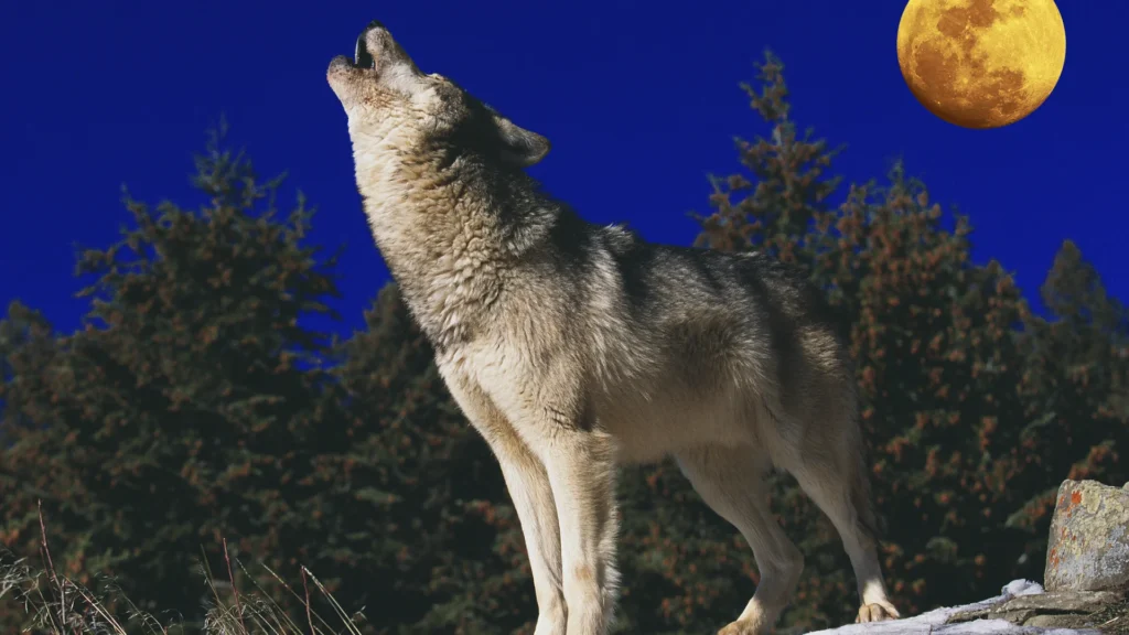 Wild Direwolf Names