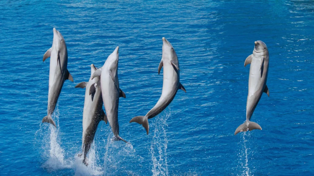 Wild Dolphin Names