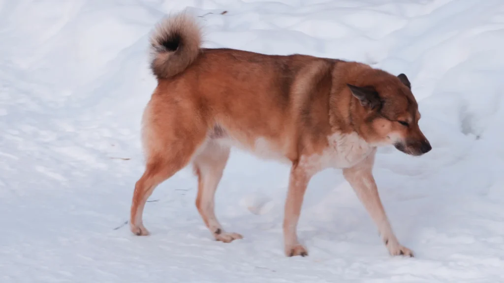 Wild Eskimo Dog Names