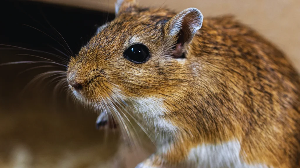 Wild Gerbil Names