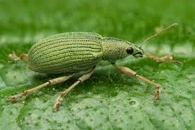 Wild Insect Names