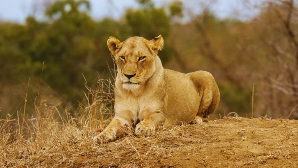 Wild Lioness Names