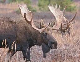 Wild Moose Names