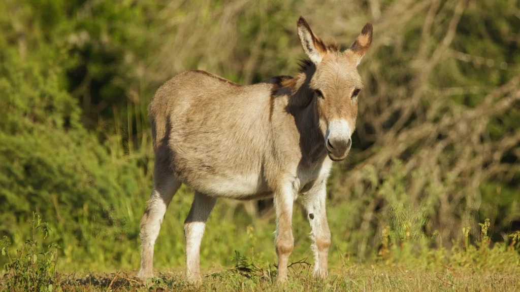 Wild Mule Names