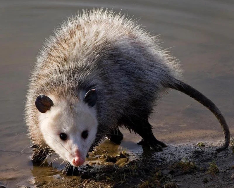 Wild Possum Names