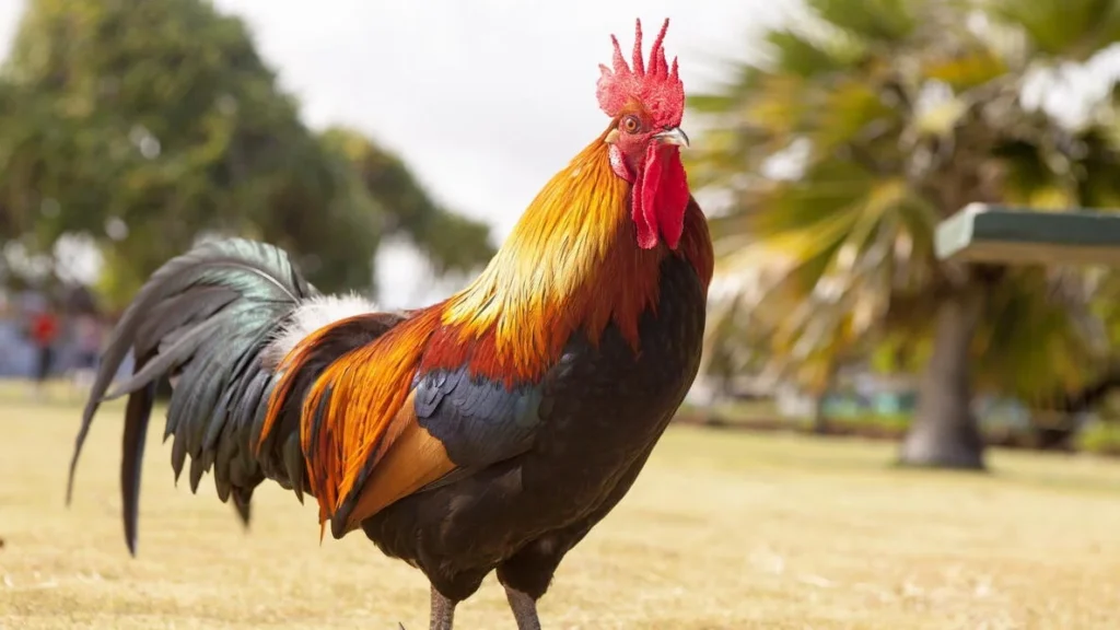 Wild Rooster Names
