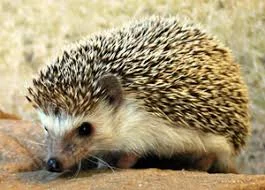 Woodsy And Nature-Inspired Hedgehog Names
