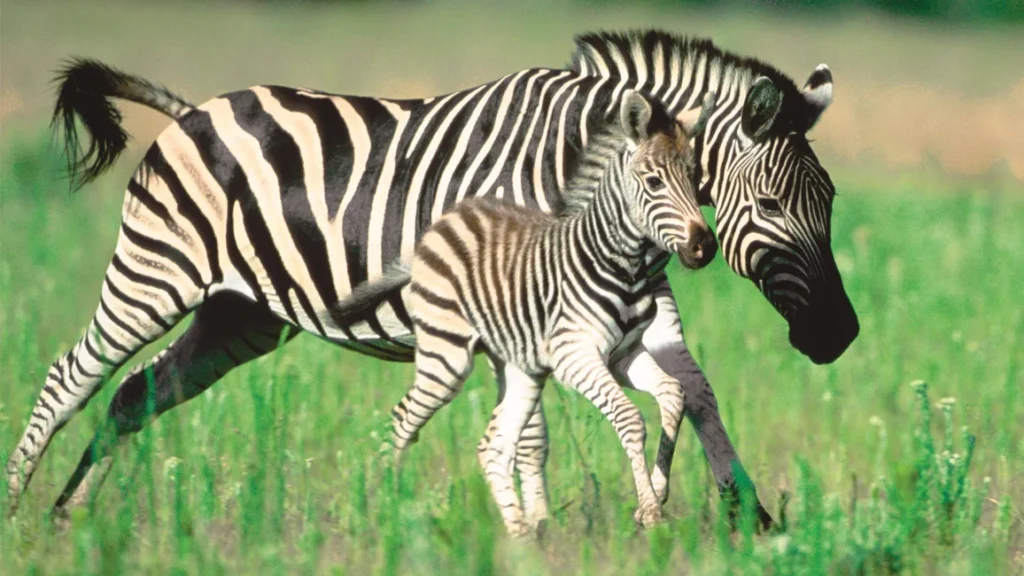 Zoo Zebra Names