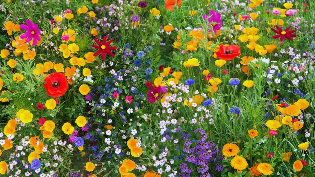 wildflower names by color