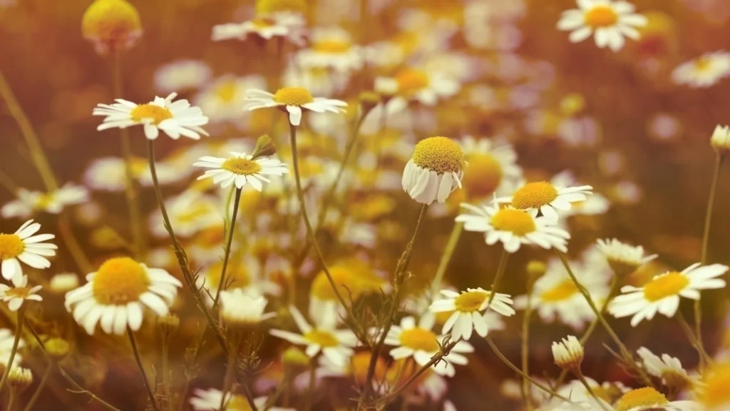 wildflower names for gardens