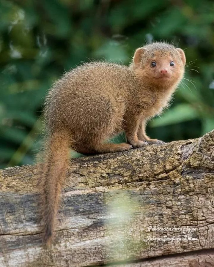 Baby Mongoose Names