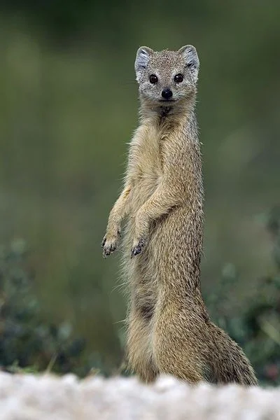 Funny Mongoose Names