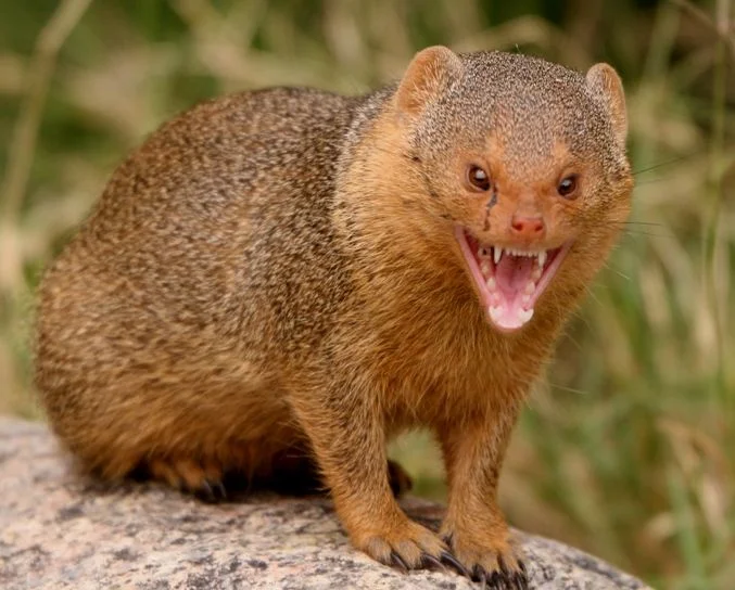 Nature-Inspired Mongoose Names